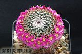 Even more nice Mamms Th_Mammillaria_mystax_1009b