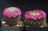 Even more nice Mamms Th_Mammillaria_mystax_1009c