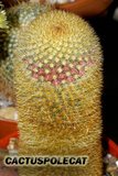 Mammillarian friends.. Th_Mammillaria_pilcayensis_0908b