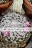 Wet spring, but still got flowers. Th_Mammillaria_scrippsiana_autlanensis