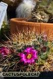 More Mammillarian friends... Th_Mammillaria_sonorensis_1008a