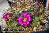 More Mammillarian friends... Th_Mammillaria_sonorensis_1008b