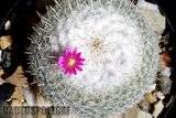 Nice Mamm! Th_Mammillaria_sp_huisache_1009a-1