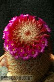 Sunshine Mamms Th_Mammillaria_spinosissima_1108