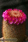 Sunshine Mamms Th_Mammillaria_spinosissima_1108a