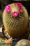 Sunshine Mamms Th_Mammillaria_spinosissima_1108d