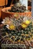 More Mammillarian friends... Th_Mammillaria_uncinata_1008b