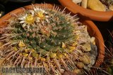 Sunshine Mamms Th_Mammillaria_uncinata_1008c