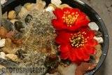 Rebutia euanthema Th_Rebutia_euanthema_1208c