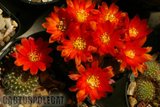 A few Rebutias Th_Rebutia_heliosa_1108b