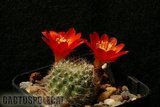 A few Rebutias Th_Rebutia_sp_1108a