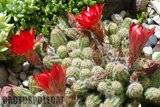 A few pix from my garden Th_Garden_Echinopsis_chamaecereus_1209