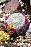 A few pix from my garden Th_Garden_Mammillaria_hahniana_1209