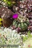 A few pix from my garden Th_Garden_Notocactus_uebelmannianus_12