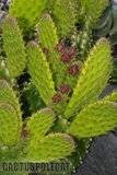 A few pix from my garden Th_Garden_Opuntia_sp_1209