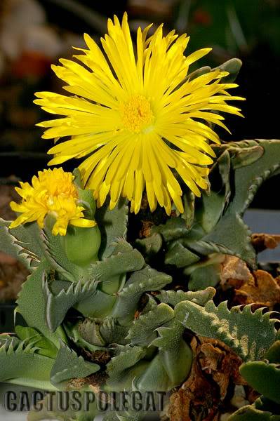 Shark's jaws and lithops... Faucaria_906SSN_0409