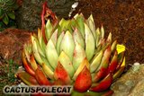 what the Ech... Th_Echeveria_agavoides_cvLipstick_1-1