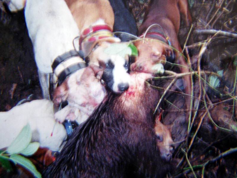 HOGS AND DOGS PIC GALLERY 2007012