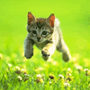 KITTENS Kitten-Pounce