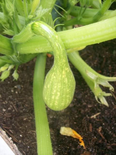 Yellow squash turning green...then back to yellow 100_3996