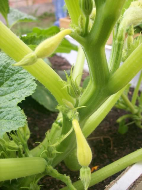 Yellow squash turning green...then back to yellow 100_3997