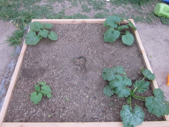 First baby tomatoes! IMG_0727