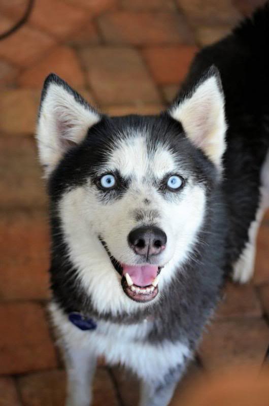 Husky Pool Party South FL Style!  1375222_10151858605255971_731424456_n_zpsaed23db6