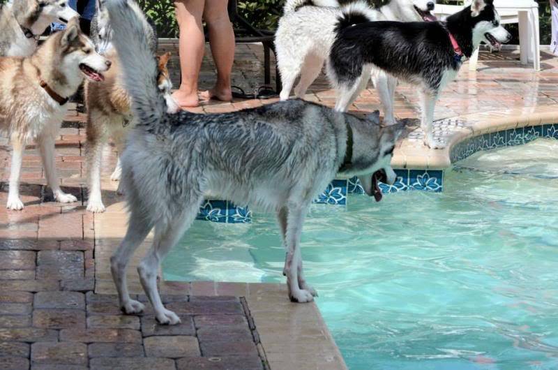 Husky Pool Party South FL Style!  551158_10151858605215971_1754743857_n_zps7c68300c