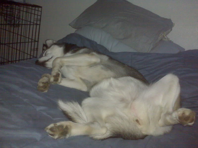 Odd sleeping positions Myasleeping2