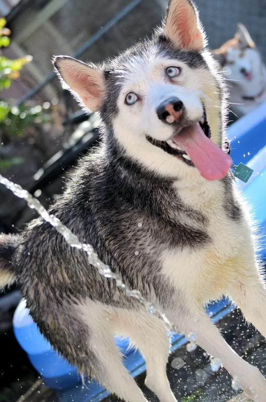 First Pool Day of the Summer! *Updated w/ videos!* Myahoseagainnn_zpsfc1a42f6