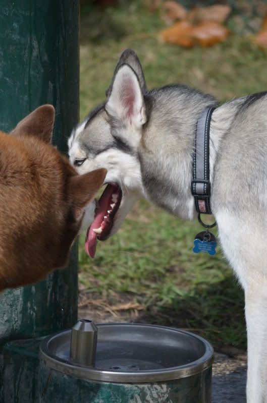 SFL Snowdogs Miami March Meet Up! DSC_0670