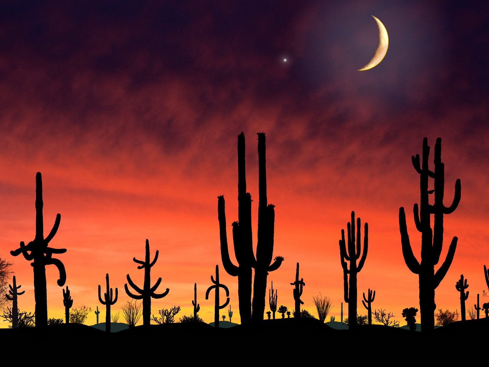 இயற்கையோடு ஒரு நிமிடம். SaguaroNationalParkArizona