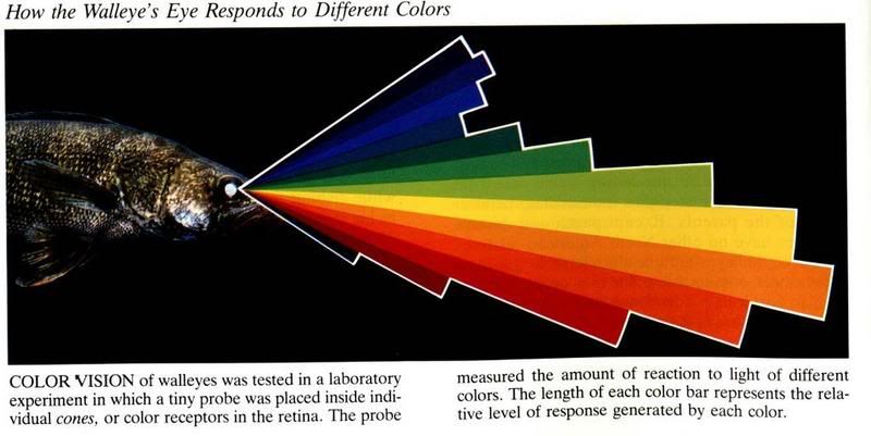 Parlons doré :) Walleye-color-vision-777326