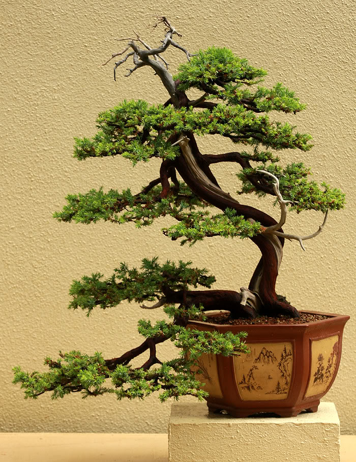 The Pacific Rim Bonsai Collection AmyLaingJuni