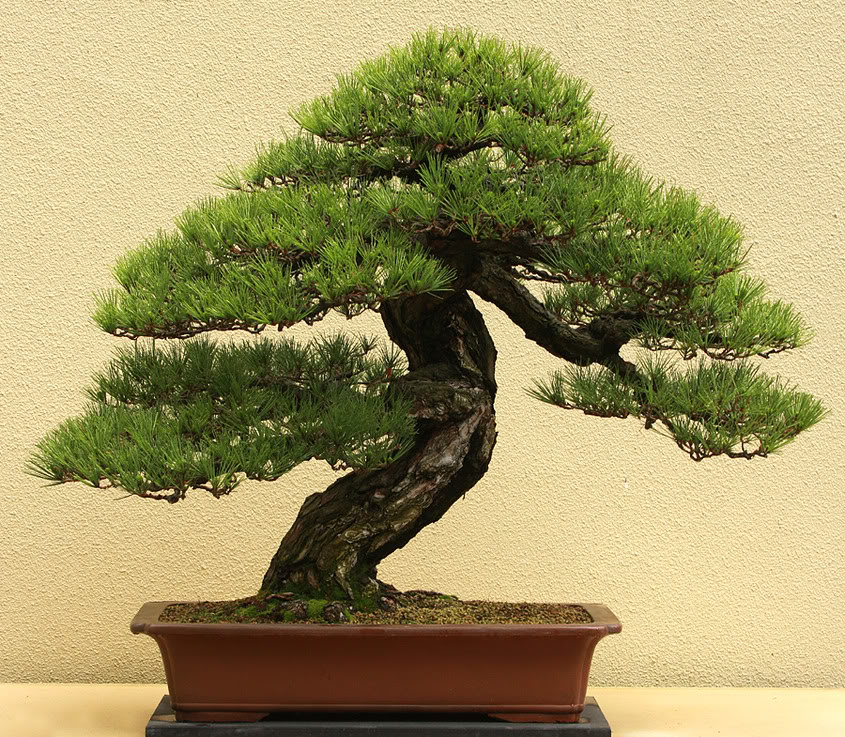 The Pacific Rim Bonsai Collection AmyLaingPine