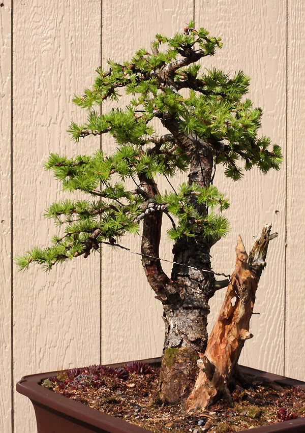Japanese Larch first styling Larch_4812