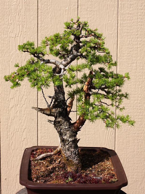 Japanese Larch first styling Larch_4812b