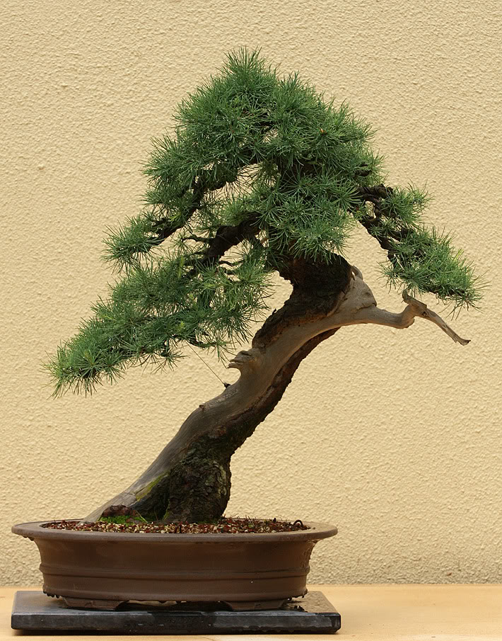 The Pacific Rim Bonsai Collection NickLenzLarch-1