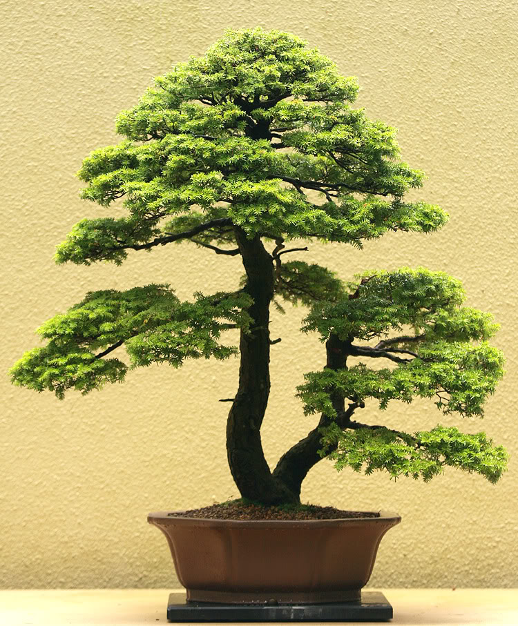 The Pacific Rim Bonsai Collection Mountainhemlock2