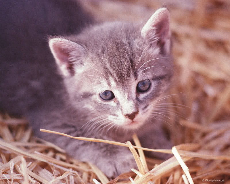 Chó Mèo kute kink khủg!^^~ Kittens