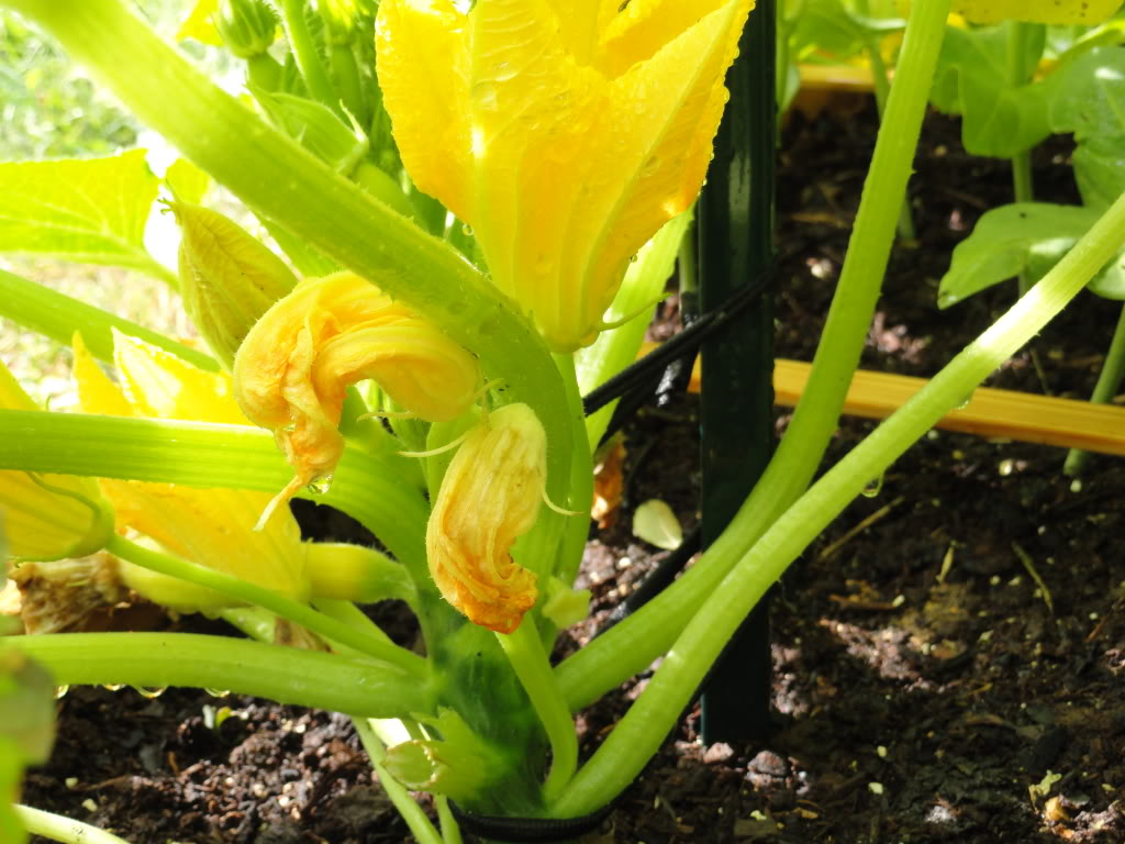 Squash -- Vine or Bush? - Page 2 VeggieGarden011