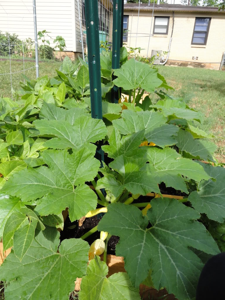 Squash -- Vine or Bush? - Page 2 VeggieGarden024