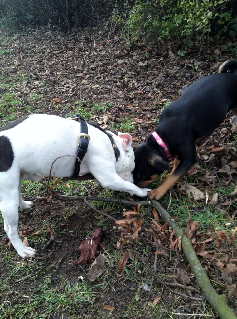 blade and zena in the park IMG_2155