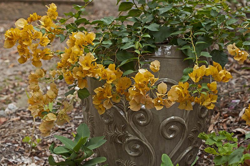 Our Front Page - Page 9 Bougainvillea_Bambino_Siggi_MG_4953