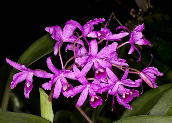 Our Front Page - Page 17 Cattleya_bowringiana_orchid_flowers_MG_8906