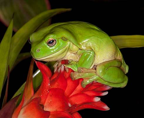 Our Front Page - Page 17 Green_tree_frog_on_red_flower_MG_8791