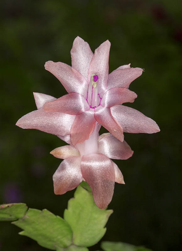 Our Front Page - Page 11 Schlumbergera_truncata_zygocactus_christmas_cactus_flower_MG_5916