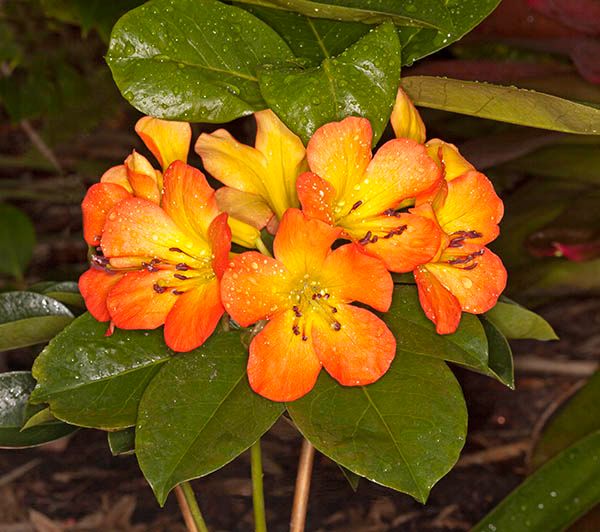 Our Front Page - Page 14 Vireya_rhododendron_blaze_of_glory_MG_7573