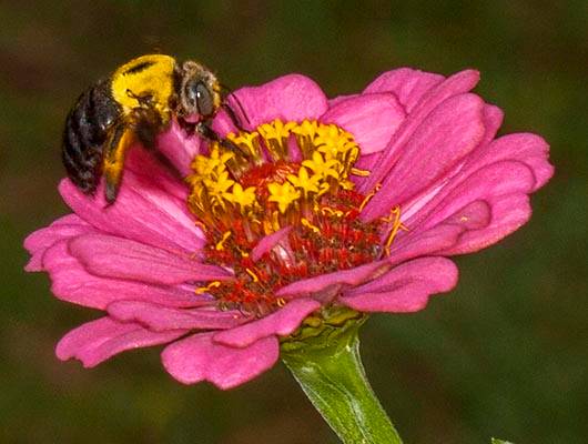 Our Front Page - Page 17 Zinnia_flower_with_bee_MG_8836