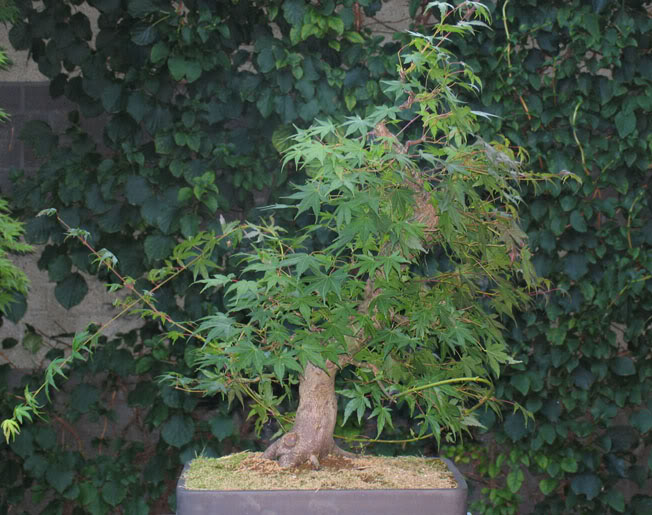 9 years work on a acer palmatum 15-1